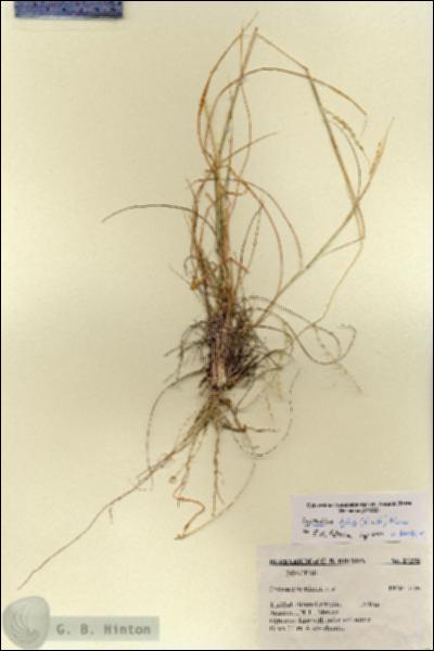 URN_catalog_HBHinton_herbarium_27298.jpg.jpg