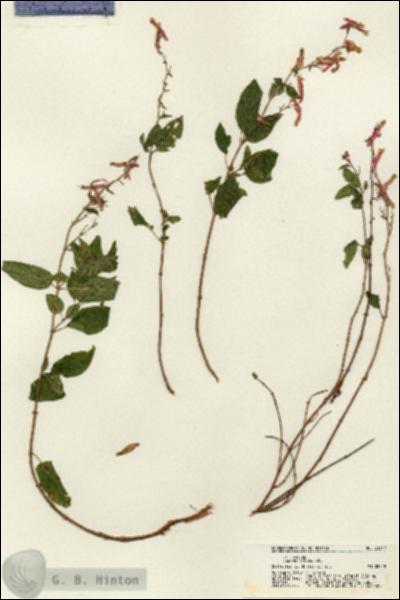URN_catalog_HBHinton_herbarium_21347.jpg.jpg
