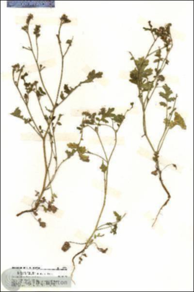 URN_catalog_HBHinton_herbarium_19776.jpg.jpg