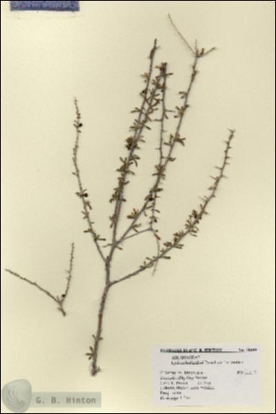 URN_catalog_HBHinton_herbarium_18099.jpg.jpg
