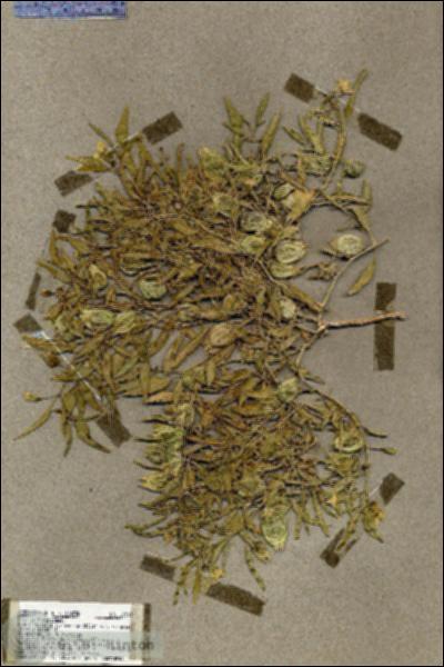 URN_catalog_HBHinton_herbarium_19502.jpg.jpg