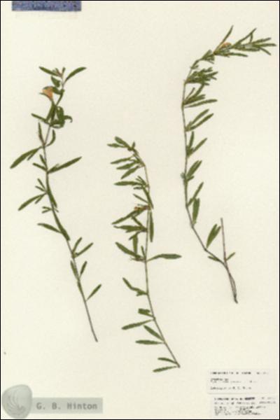 URN_catalog_HBHinton_herbarium_25373.jpg.jpg
