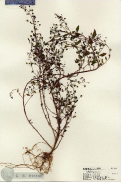 URN_catalog_HBHinton_herbarium_22537.jpg.jpg