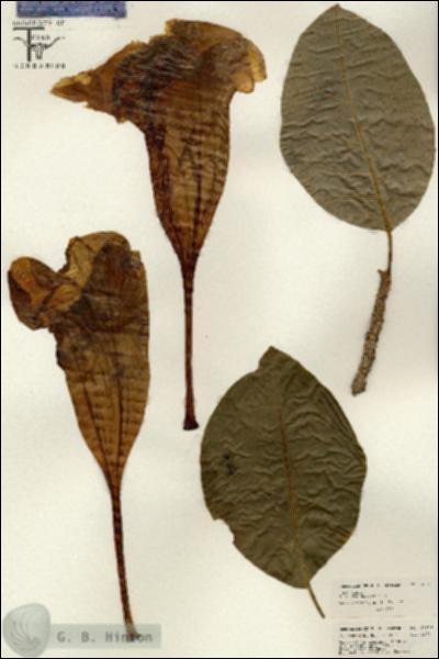 URN_catalog_HBHinton_herbarium_26614.jpg.jpg