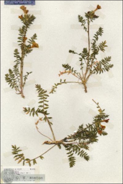 URN_catalog_HBHinton_herbarium_19393.jpg.jpg