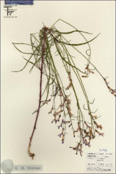 URN_catalog_HBHinton_herbarium_26265.jpg.jpg