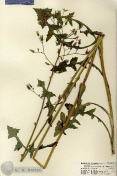 URN_catalog_HBHinton_herbarium_22303.jpg.jpg