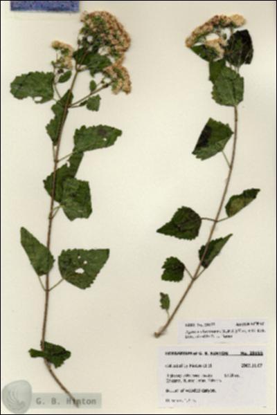 URN_catalog_HBHinton_herbarium_28155.jpg.jpg