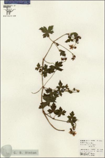 URN_catalog_HBHinton_herbarium_26340.jpg.jpg