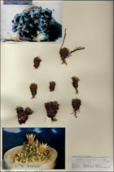 URN_catalog_HBHinton_herbarium_27124.jpg.jpg