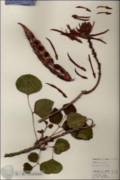 URN_catalog_HBHinton_herbarium_25266.jpg.jpg