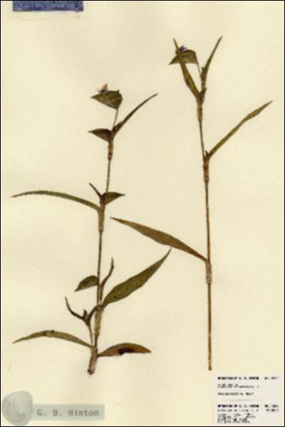 URN_catalog_HBHinton_herbarium_23315.jpg.jpg