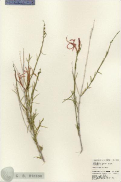 URN_catalog_HBHinton_herbarium_23186.jpg.jpg