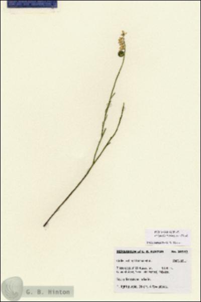 URN_catalog_HBHinton_herbarium_28543.jpg.jpg