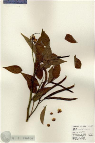 URN_catalog_HBHinton_herbarium_24569.jpg.jpg