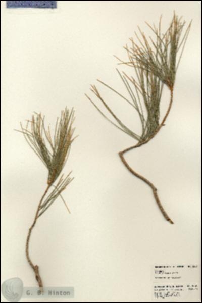 URN_catalog_HBHinton_herbarium_22881.jpg.jpg