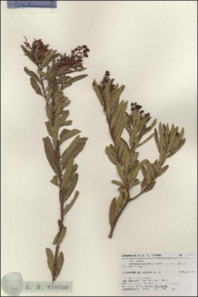 URN_catalog_HBHinton_herbarium_17344.jpg.jpg