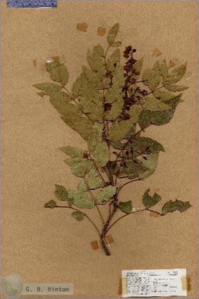 URN_catalog_HBHinton_herbarium_17495.jpg.jpg