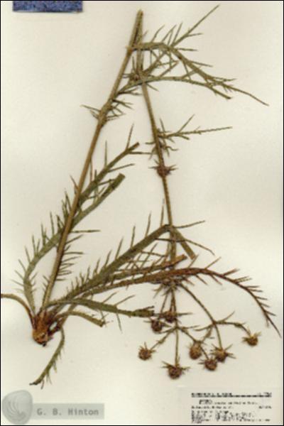 URN_catalog_HBHinton_herbarium_22546.jpg.jpg