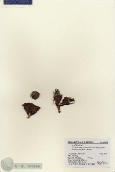 URN_catalog_HBHinton_herbarium_28558.jpg.jpg