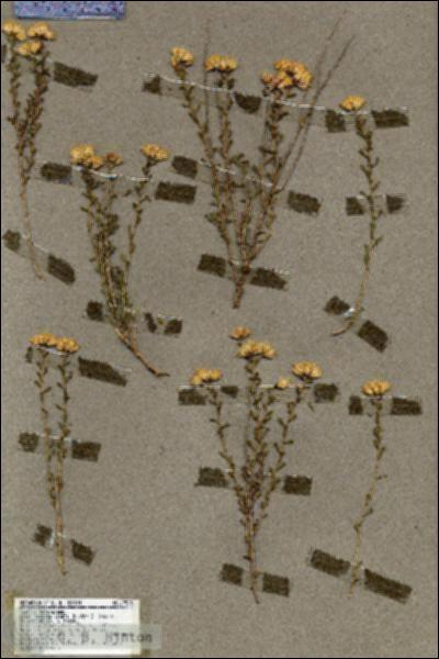 URN_catalog_HBHinton_herbarium_19525.jpg.jpg