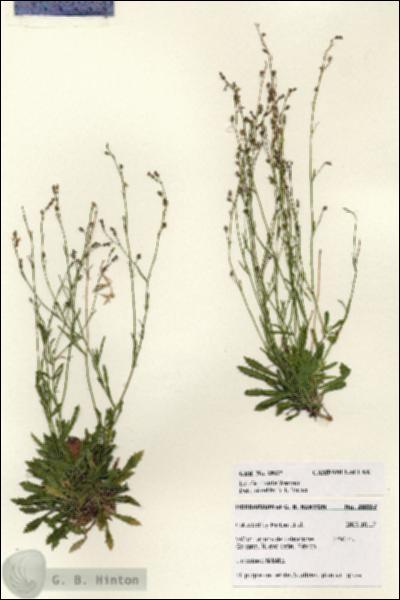 URN_catalog_HBHinton_herbarium_28037.jpg.jpg
