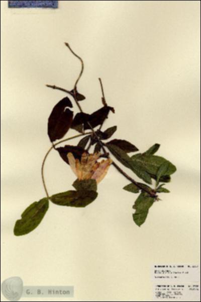 URN_catalog_HBHinton_herbarium_23320.jpg.jpg