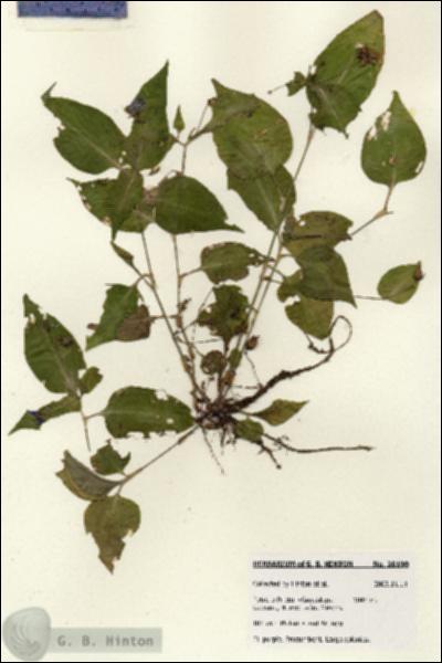 URN_catalog_HBHinton_herbarium_28190.jpg.jpg
