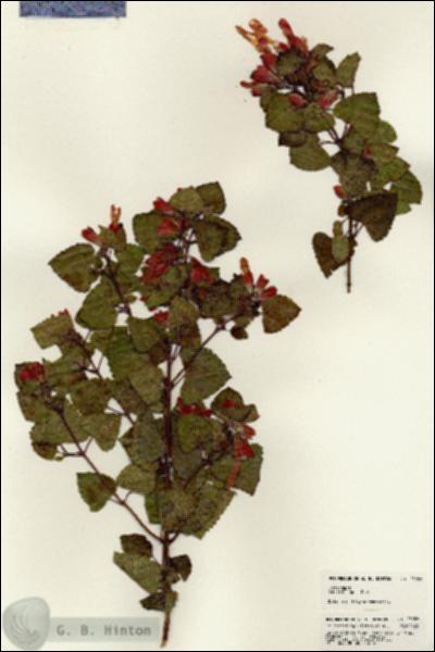 URN_catalog_HBHinton_herbarium_23058.jpg.jpg