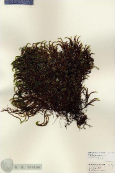 URN_catalog_HBHinton_herbarium_25089.jpg.jpg