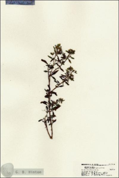 URN_catalog_HBHinton_herbarium_22556.jpg.jpg