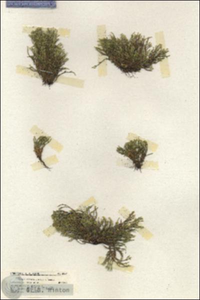URN_catalog_HBHinton_herbarium_20094.jpg.jpg