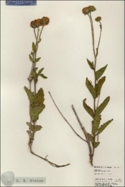 URN_catalog_HBHinton_herbarium_25464.jpg.jpg