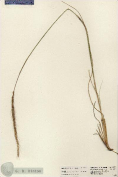 URN_catalog_HBHinton_herbarium_23655.jpg.jpg