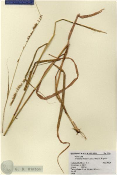 URN_catalog_HBHinton_herbarium_2254.jpg.jpg