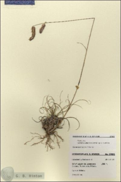 URN_catalog_HBHinton_herbarium_27892.jpg.jpg