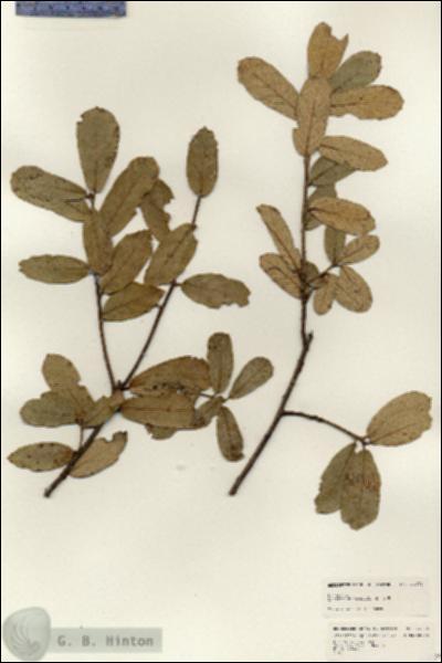 URN_catalog_HBHinton_herbarium_24670.jpg.jpg