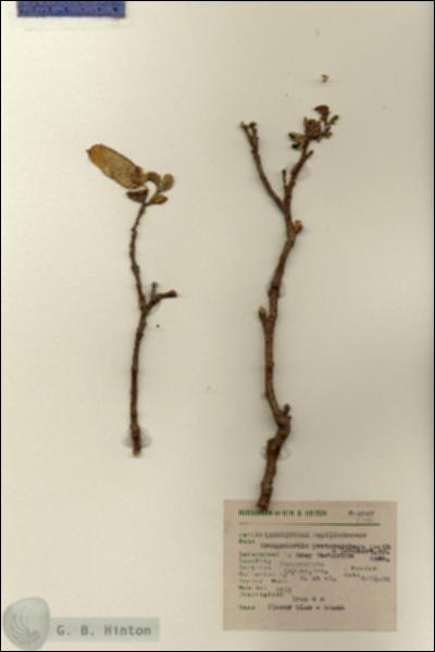 URN_catalog_HBHinton_herbarium_5947.jpg.jpg