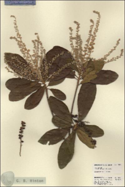 URN_catalog_HBHinton_herbarium_23284.jpg.jpg