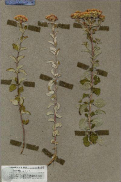 URN_catalog_HBHinton_herbarium_19815.jpg.jpg