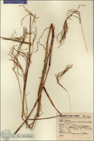 URN_catalog_HBHinton_herbarium_2413.jpg.jpg