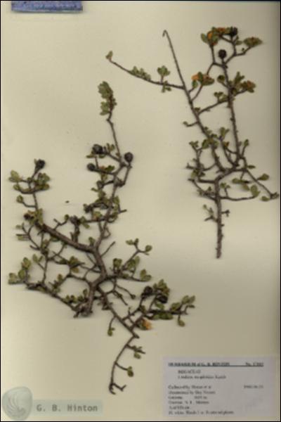 URN_catalog_HBHinton_herbarium_17815.jpg.jpg