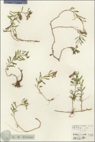 URN_catalog_HBHinton_herbarium_23981.jpg.jpg