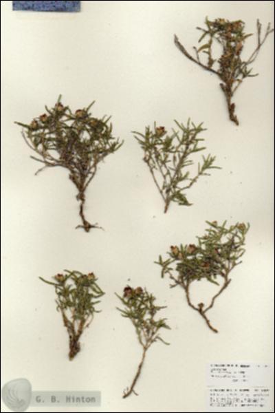 URN_catalog_HBHinton_herbarium_25957.jpg.jpg