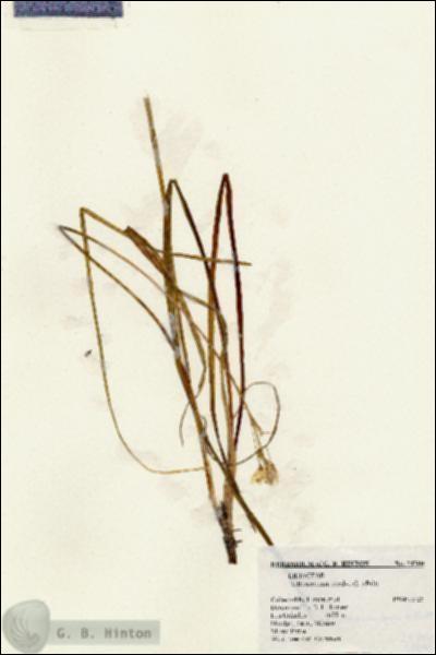 URN_catalog_HBHinton_herbarium_24700.jpg.jpg