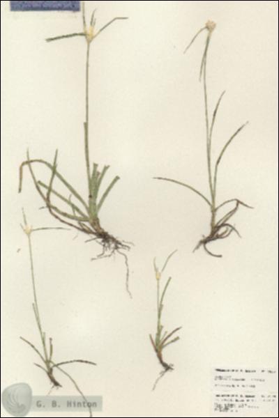 URN_catalog_HBHinton_herbarium_25240.jpg.jpg