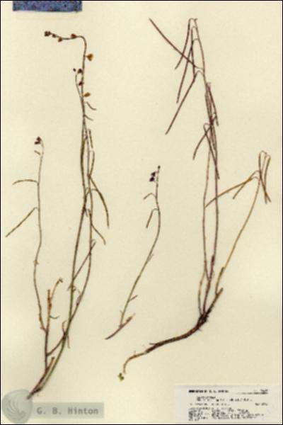 URN_catalog_HBHinton_herbarium_22415.jpg.jpg
