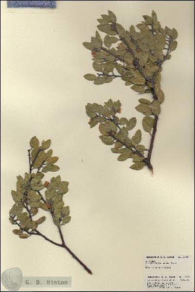 URN_catalog_HBHinton_herbarium_22639.jpg.jpg