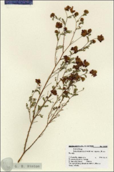 URN_catalog_HBHinton_herbarium_18105.jpg.jpg