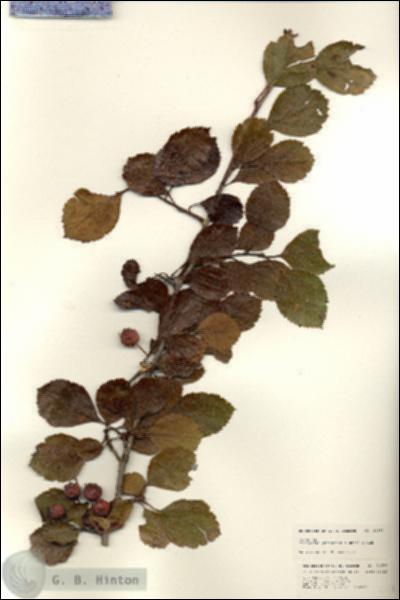 URN_catalog_HBHinton_herbarium_24693.jpg.jpg